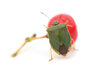 Brown stink beetle.