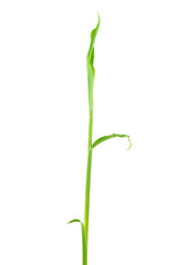 Fototapeta na wymiar Green sprout of ginger isolated on a white background.