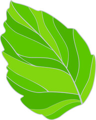 Green leaf. Vector illustration. Ecology vector.