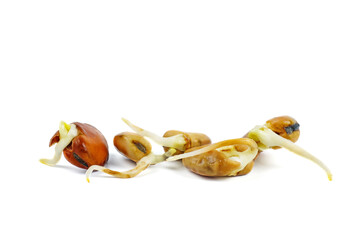 Germinated seed of broad or fava beans isolated on white background