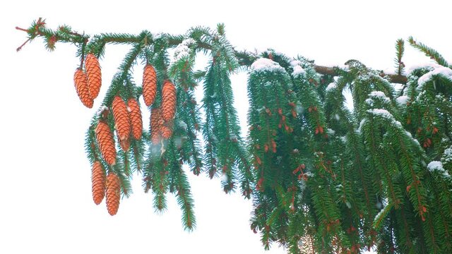 Christmas winter background. Closeup graded shot of the snow covered fir tree with cones filmed with a tele lens in UHD.