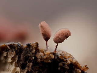 Schleimpilz (Myxomyceten) Fruchtkörper in der Eifel