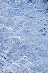 Winter background with snow and ice covered scrub