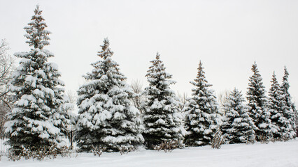 Winter landscape with snow-covered fir trees. Pines under the snow in winter