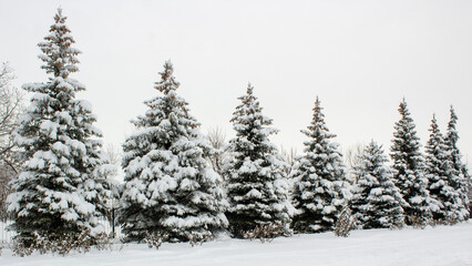 Fototapeta premium Winter landscape with snow-covered fir trees. Pines under the snow in winter