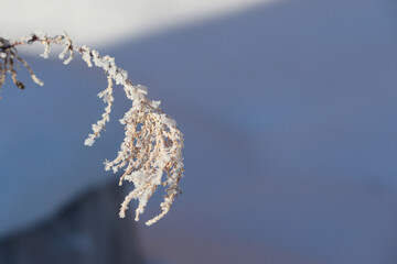 Winter branch covered with white frost on a background of snow. Selective focus.