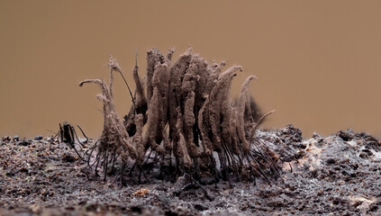 Schleimpilz (Myxomyceten) Fruchtkörper in der Eifel