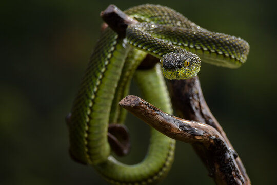 mangrove pit viper