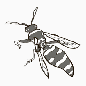 monochrome sketch of a wasp by hand. educational picture, tattoo, mascot, sticker. hand draws. vector.