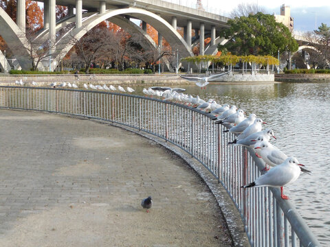 城北公園の池の柵に留まるユリカモメの群れ(大阪市旭区で2020年12月撮影)