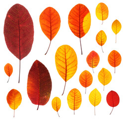 Fototapeta na wymiar Set of backlit red-yellow autumn leaves of Cotinus coggygria plant, isolated on white background, clean and sharp, high resolution