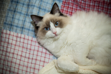 Young beautiful purebred Ragdoll cat at home