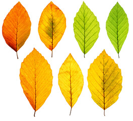 Set of backlit autumn beech tree leaves isolated on white background, clean and sharp, high resolution