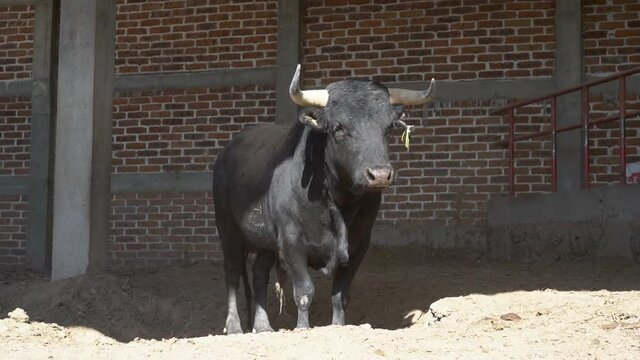 Toro bravo, de lidia en sus corrales 