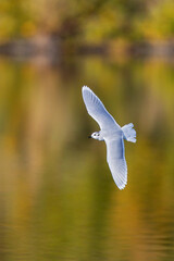 Little Gull (Hydrocoloeus minutus) flying over lake in colourful autumn scenery during Indian...