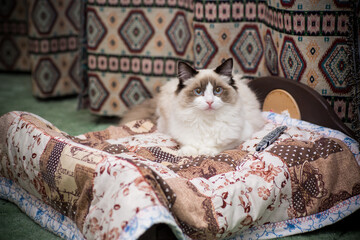 Young beautiful purebred Ragdoll cat at home