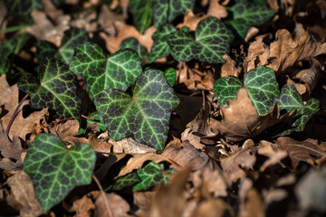 Full-screen background of ornamental green-maroon ivy (Hedera helix) leaves on dry brown last years leaves with selective focus
