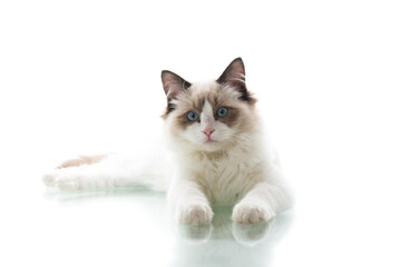 Young beautiful Ragdoll cat on white background