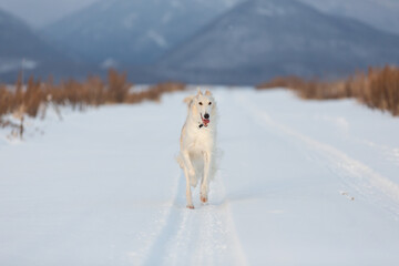 Cute, crazy and happy beige and white Russian borzoi dog or wolfhound running on the snow in the winter field.