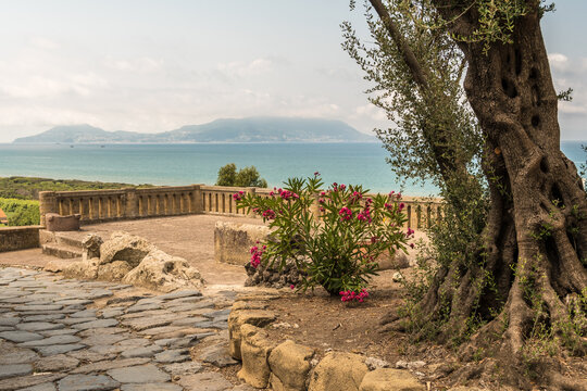Ancient roman road with olive tree, Nerium oleander tree, the Tyrrhenian Sea and the island of Ischia from  the archeological site of Cuma, Campania, Italy