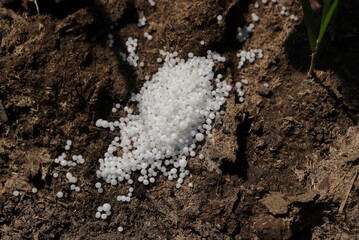 Closeup of Urea Fertilizer on Agricultural Field