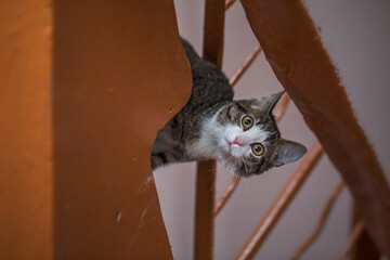 A homeless kitten at the entrance of a multi-storey building.