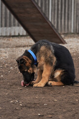 Charming young thoroughbred dog with protruding ears and large brown eyes. Cute little puppy of black and red German shepherd sits on dog Playground next to rubber pig toy.