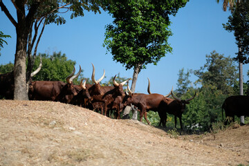Fototapeta na wymiar Watusi cattle is the bull with the longest horns in the world.