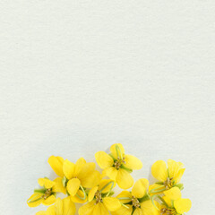 Flowers composition. Pattern made of yellow flowers on paper background. Flat lay, top view, copy space