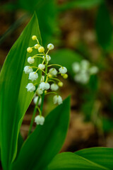 Lilies of the Valley