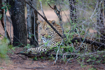 Leopard looking around for danger and possibility for hunting in Sabi Sands Game Reserve in the Greater Kruger Region in South Africa