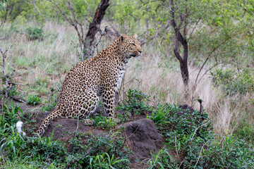 Fototapeta na wymiar Leopard looking around for danger and possibility for hunting in Sabi Sands Game Reserve in the Greater Kruger Region in South Africa