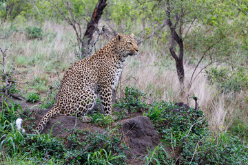 Leopard looking around for danger and possibility for hunting in Sabi Sands Game Reserve in the...