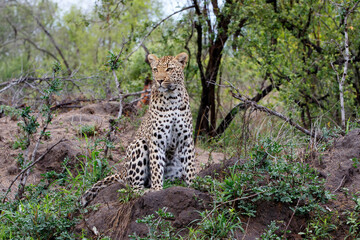 Leopard looking around for danger and possibility for hunting in Sabi Sands Game Reserve in the Greater Kruger Region in South Africa