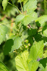 Closeup of green berries of a Redcurrant bush (Ribes rubrum)