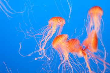 Jelly Fish