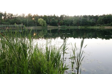 Waldsee Viernheim