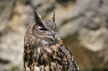 Uhu,  Bubo bubo, Strigidae, Vogel, Waldvogel