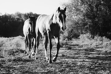 Young horses walking in a row through pasture in black and white.