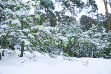 young pine trees in a snowy forest