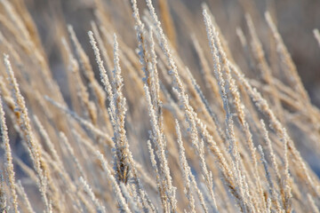 Fototapeta premium Frozen grass in the winter fields under the snow