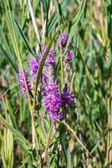 Closeup of Purple Loosestrife flowers (Lythrum salicaria)