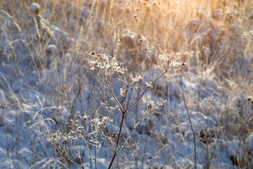 Frozen grass in the winter fields under the snow