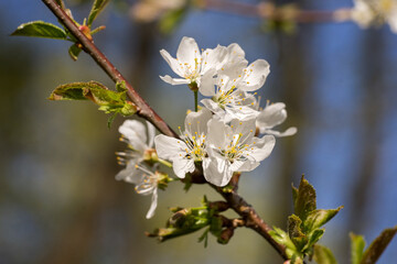 Closeup of blossoms on a cherry tree (prunus)