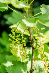 Closeup of blossoms of a Redcurrant bush (Ribes rubrum)