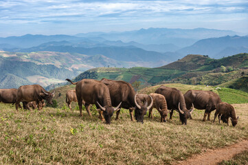 Herd of buffalo grazing on hill in rural farmland at Doi Mae Tho