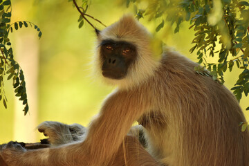 Porträt eines südlichen Hanuman Langur