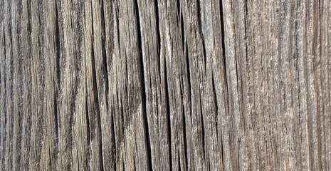 Natural wood background. Detailed graphic resource