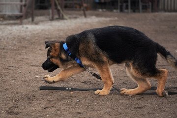 Cute little purebred puppy from kennel of working service dogs on walk. German shepherd puppy black and red color walks on dog Playground in Park.