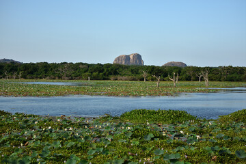 Tropische Seelandschaft im Yala-Nationalpark von Sri Lanka mit dem Elefantenfelsen